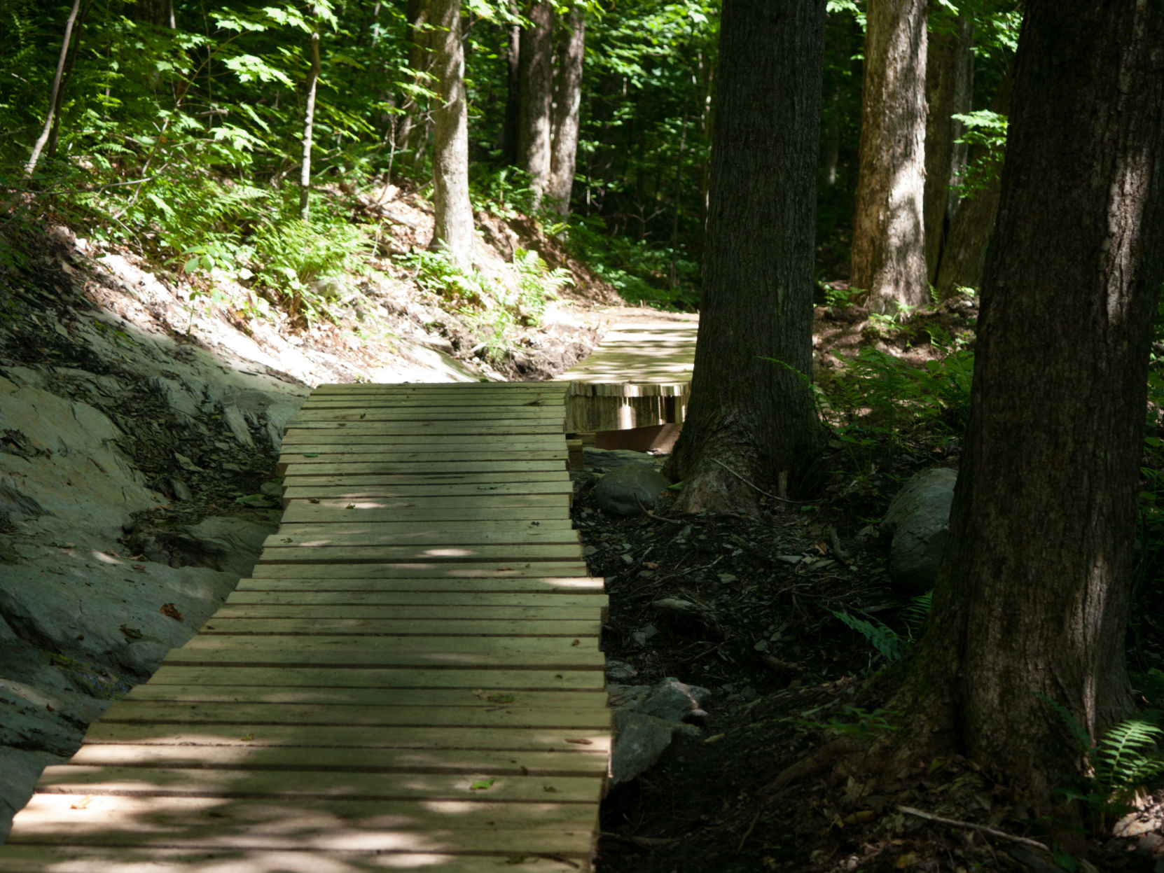 St. Albans Town Forest 3.jpg